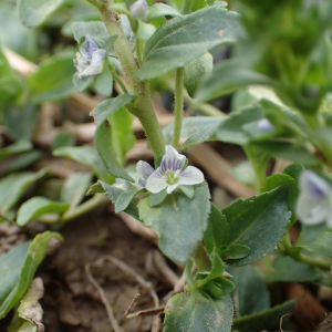  - Veronica serpyllifolia subsp. serpyllifolia 