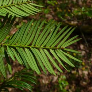 Photographie n°2521030 du taxon Taxus baccata L.