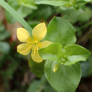 Photographie n°2521045 du taxon Lysimachia nemorum L.