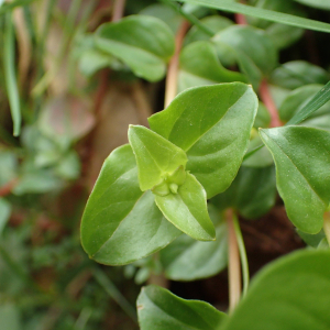 Photographie n°2521047 du taxon Lysimachia nemorum L.