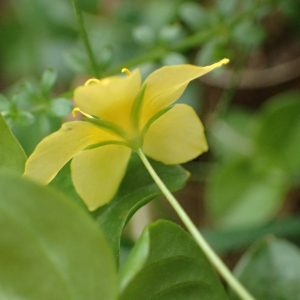 Photographie n°2521048 du taxon Lysimachia nemorum L.