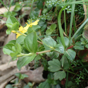 Photographie n°2521051 du taxon Lysimachia nemorum L.