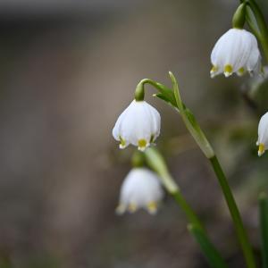 Photographie n°2521052 du taxon Leucojum vernum L.