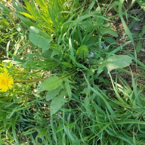 Photographie n°2521063 du taxon Taraxacum div. Sp.