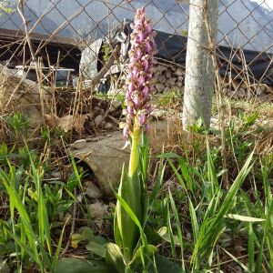 Photographie n°2521076 du taxon Himantoglossum robertianum (Loisel.) P.Delforge