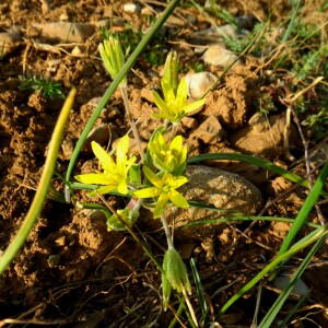 Photographie n°2521084 du taxon Gagea villosa (M.Bieb.) Sweet [1826]