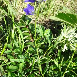 Photographie n°2521124 du taxon Campanula rhomboidalis L. [1753]