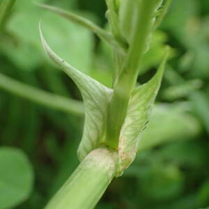  - Trifolium alexandrinum L.