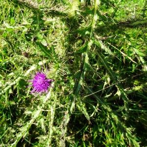 Photographie n°2521142 du taxon Cirsium palustre (L.) Scop. [1772]