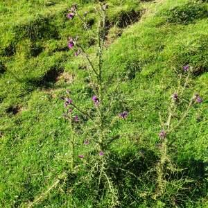 Photographie n°2521143 du taxon Cirsium palustre (L.) Scop. [1772]