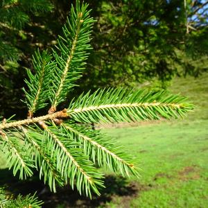 Photographie n°2521159 du taxon Picea abies (L.) H.Karst. [1881]