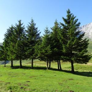 Photographie n°2521161 du taxon Picea abies (L.) H.Karst. [1881]