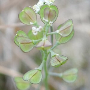 Photographie n°2521173 du taxon Teesdalia nudicaulis (L.) R.Br. [1812]