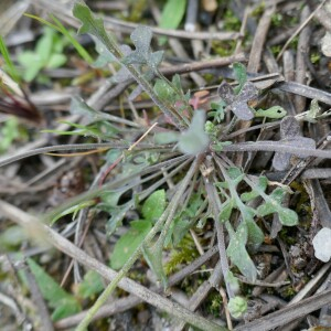 Photographie n°2521174 du taxon Teesdalia nudicaulis (L.) R.Br. [1812]