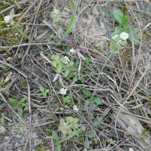 Photographie n°2521175 du taxon Teesdalia nudicaulis (L.) R.Br. [1812]