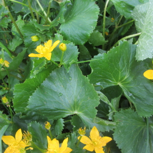 Photographie n°2521206 du taxon Caltha palustris L. [1753]