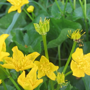 Photographie n°2521207 du taxon Caltha palustris L. [1753]