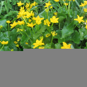 Photographie n°2521208 du taxon Caltha palustris L. [1753]