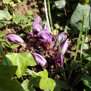 Photographie n°2521223 du taxon Lathraea clandestina L.