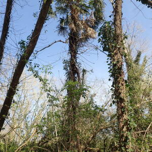 Photographie n°2521227 du taxon Trachycarpus fortunei (Hook.) H.Wendl.