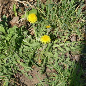 Photographie n°2521253 du taxon Taraxacum div. Sp.