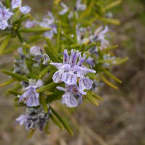 Photographie n°2521262 du taxon Rosmarinus officinalis subsp. officinalis 