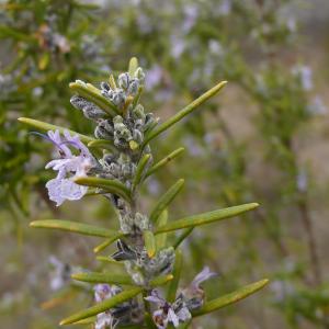 Photographie n°2521264 du taxon Rosmarinus officinalis subsp. officinalis 