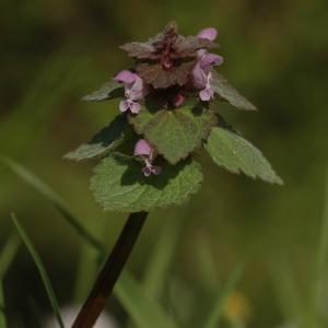 Photographie n°2521294 du taxon Lamium purpureum L.