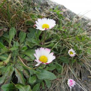 Photographie n°2521300 du taxon Bellis perennis L.