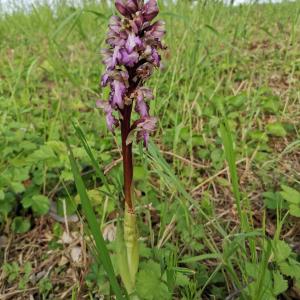 Photographie n°2521354 du taxon Himantoglossum robertianum (Loisel.) P.Delforge