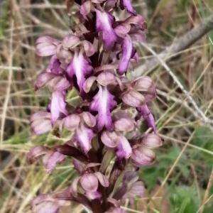 Photographie n°2521386 du taxon Himantoglossum robertianum (Loisel.) P.Delforge