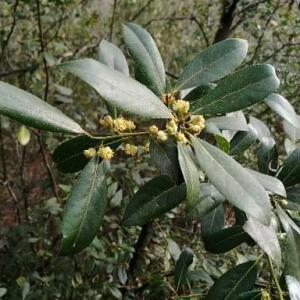 Photographie n°2521390 du taxon Laurus nobilis L.