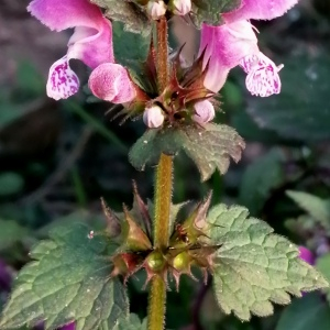 Photographie n°2521401 du taxon Lamium maculatum (L.) L.