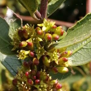 Photographie n°2521416 du taxon Rhamnus alaternus subsp. alaternus 