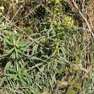 Photographie n°2521421 du taxon Euphorbia characias L.