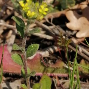 Photographie n°2521429 du taxon Alyssum alyssoides (L.) L. [1759]