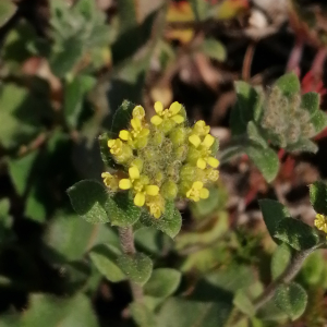 Photographie n°2521431 du taxon Alyssum alyssoides (L.) L. [1759]