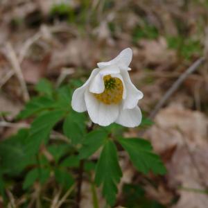 Photographie n°2521449 du taxon Anemone nemorosa L.