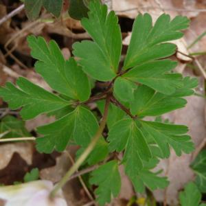 Photographie n°2521450 du taxon Anemone nemorosa L.