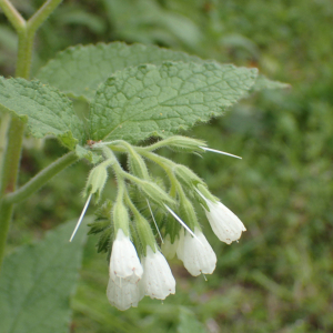 Photographie n°2521457 du taxon Symphytum orientale L.