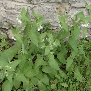 Photographie n°2521460 du taxon Symphytum orientale L.