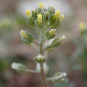 Photographie n°2521474 du taxon Alyssum alyssoides (L.) L.