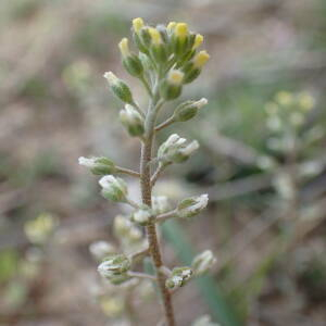 Photographie n°2521475 du taxon Alyssum alyssoides (L.) L.