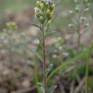 Photographie n°2521477 du taxon Alyssum alyssoides (L.) L.