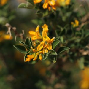 Photographie n°2521511 du taxon Medicago arborea L.