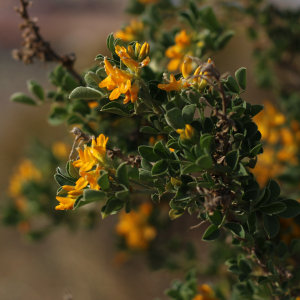 Photographie n°2521512 du taxon Medicago arborea L.