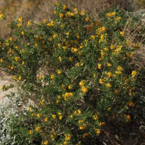 Photographie n°2521515 du taxon Medicago arborea L.