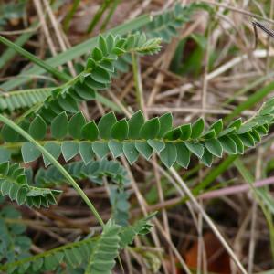  - Astragalus monspessulanus subsp. monspessulanus 