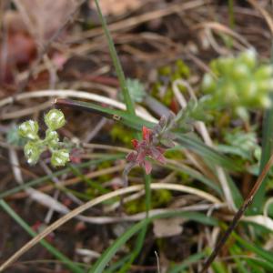 Photographie n°2521563 du taxon Alyssum alyssoides (L.) L. [1759]