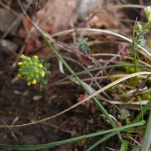 Photographie n°2521564 du taxon Alyssum alyssoides (L.) L. [1759]